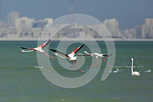 Greater Flamingo taking off