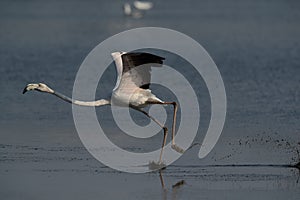 Greater Flamingo takoff at Tubli bay in the morning, Bahrain