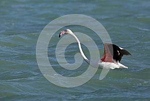 Greater Flamingo uplifting from water