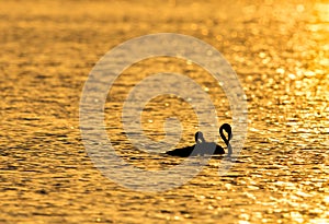 Greater Flamingo wading in the morning golden light