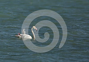 Greater Flamingo wading in waves