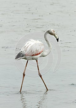 Greater Flamingo walking away