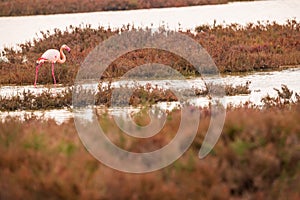 A greater flamingo walking through a lagoon in the camargue , France