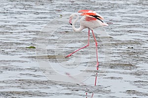 Greater Flamingo walking in the lagoon at Walvis Bay