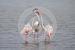 Greater Flamingo in Walvis Bay in Namibia