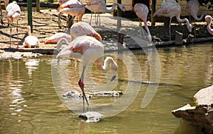 Greater Flamingo on the wate