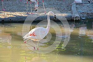 Greater Flamingo on the wate