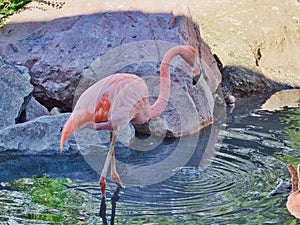 Greater flamingo by the water; Omaha& x27;s Henry Doorly Zoo and Aquarium in Omaha Nebraska