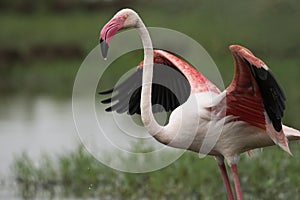 Greater Flamingo Wings Closeup at Ahmedabad