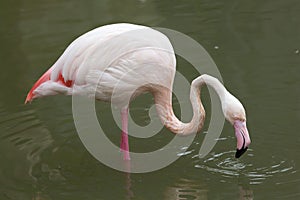 Greater flamingo (Phoenicopterus roseus). photo