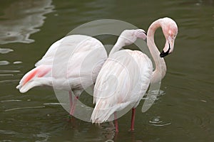 Greater flamingo (Phoenicopterus roseus). photo