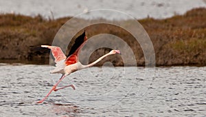 A Greater Flamingoes effort