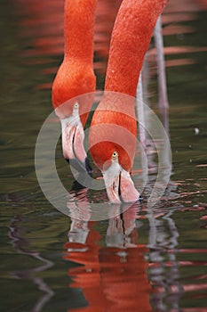 Greater flamingos photo