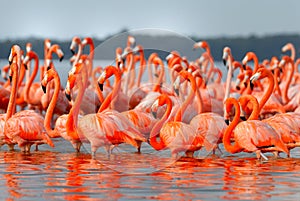 Greater Flamingos