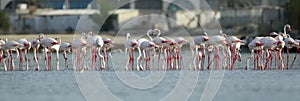 Greater Flamingos