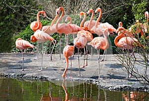 Greater Flamingos photo