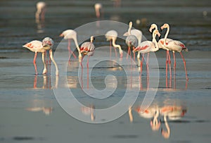 Greater Flamingos at Aker, Bahrain