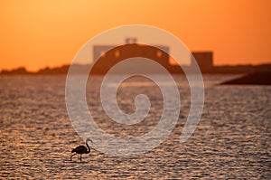 Greater Flamingos with the backdrop of Shrine of Shaikh Ebrahim, Bahrain photo