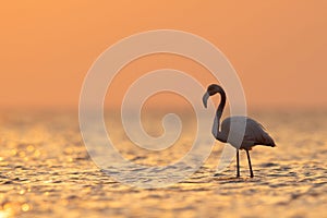 Greater Flamingos and beautiful hue during sunrise at Asker coast