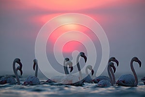 Greater Flamingos and beautiful sunrise Asker coast, Bahrain