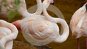 Greater flamingos birds linking their necks - Phoenicopterus roseus