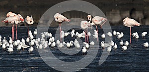 Greater Flamingos and black-headed gulls in Tubli bay
