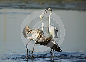 Greater Flamingos Courtship behavior