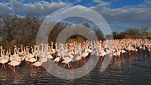 Greater flamingos during the courtship season.  Pont de Gau, Camargue, France