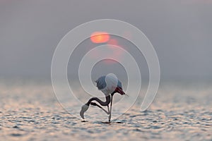 Greater Flamingos and dramatic sunrise at Asker coast of Bahrain