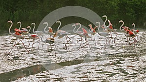 Greater Flamingos in Dubai Creek