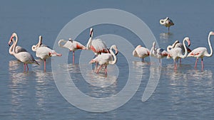 Greater flamingos - Etosha pan, Namibia