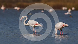 Greater Flamingos Feeding in Pond