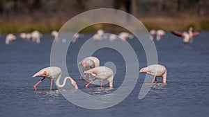 Greater Flamingos Feeding in Pond