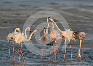 Greater Flamingos fight and courtship, Aker, Bahrain