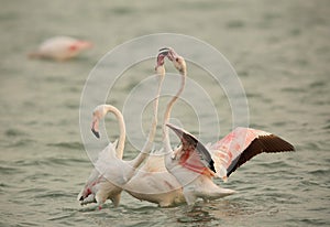 Greater Flamingos fighting at Aker coast