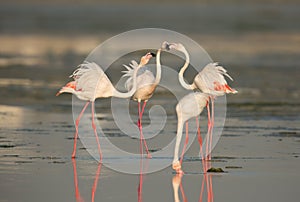 Greater Flamingos fighting in Aker Creek