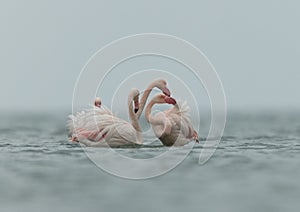 Greater Flamingos flock in the morning during cloudy weather