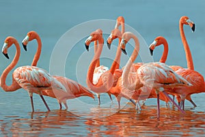 Greater Flamingos photo