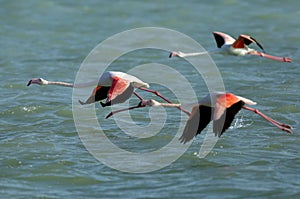 Greater Flamingos flying in Aker water, Bahrain