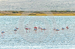 Greater flamingos at Geelbek Bird Hide on the Langebaan Lagoon on the Atlantic Ocean coast of the Western Cape Province