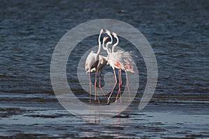 Greater flamingos head-flagging at Walvis Bay Lagoon, Namibia