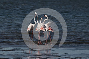 Greater flamingos head-flagging at Walvis Bay Lagoon, Namibia