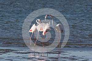 Greater flamingos head-flagging at Walvis Bay Lagoon, Namibia