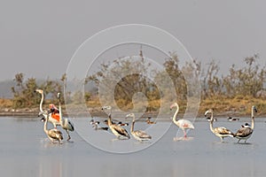 Greater Flamingos with juveniles
