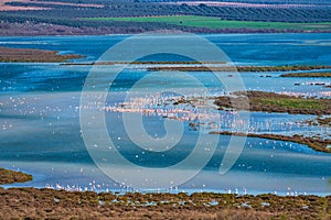 Greater Flamingos in Lagoon Fuente de Piedra, Andalusia, Spain