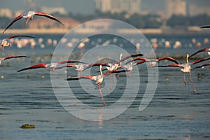 Greater Flamingos landing
