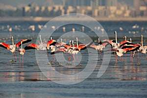 Greater Flamingos langing with raised wings