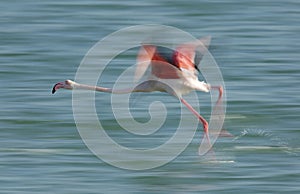 Greater Flamingos lifting up