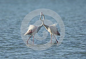 Greater Flamingos making love, Arad bay