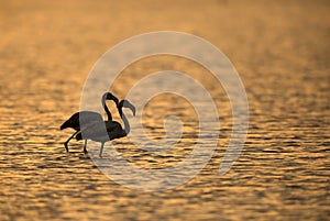 Greater Flamingos during morning at Asker Bahrain